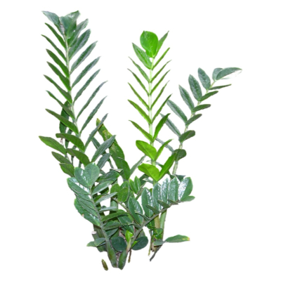 现代花草植物免费su模型(1)