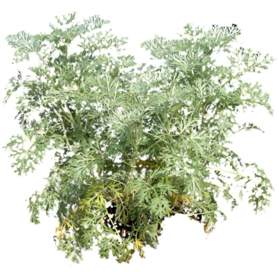 现代花草植物免费su模型(1)