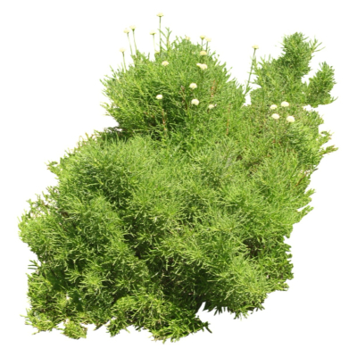 现代花草植物免费su模型(1)