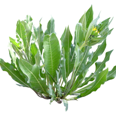 现代花草植物免费su模型(1)