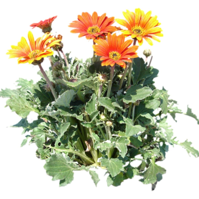 现代花草植物免费su模型(1)