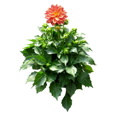 现代花草植物免费su模型(1)