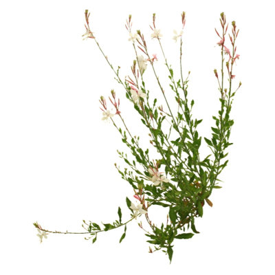 现代花草植物免费su模型(1)