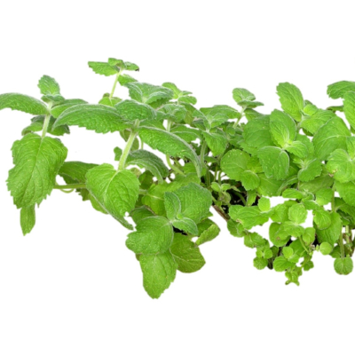 现代花草植物免费su模型(1)