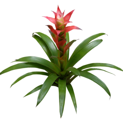 现代花草植物免费su模型(1)