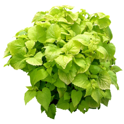 现代花草植物免费su模型(1)