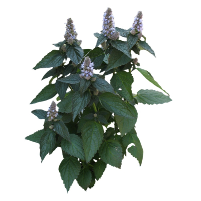 现代花草植物免费su模型(1)
