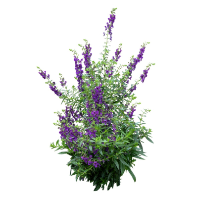 现代花草植物免费su模型(1)