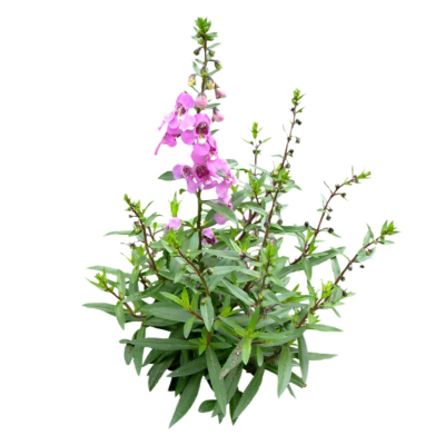 现代花草植物免费su模型(1)