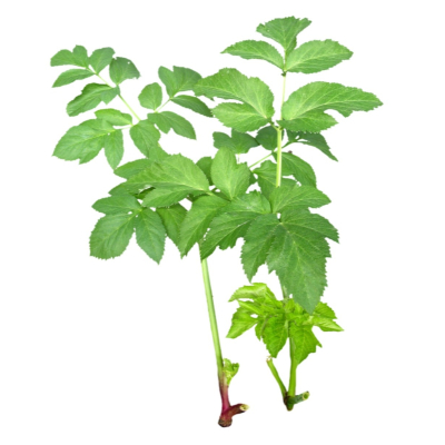 现代花草植物免费su模型(1)
