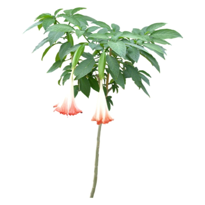 现代花草植物免费su模型(1)