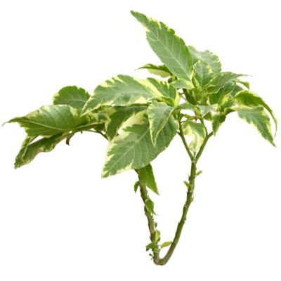 现代花草植物免费su模型(1)