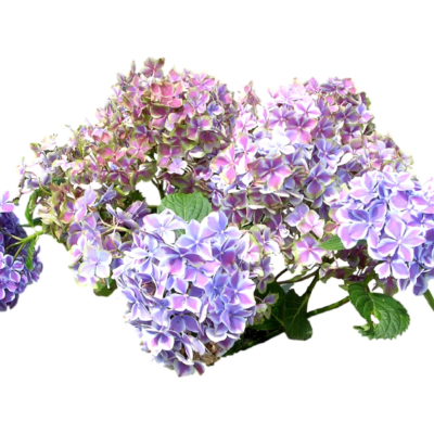 现代花草植物免费su模型(1)
