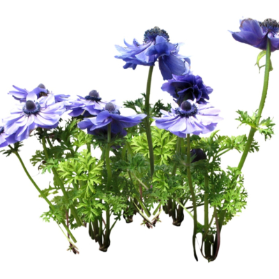 现代花草植物免费su模型(1)