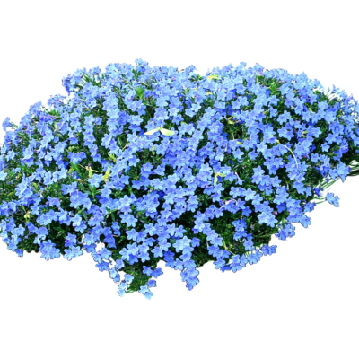 现代花草植物免费su模型(1)