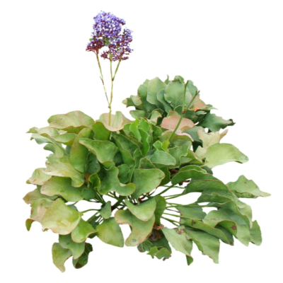 现代花草植物免费su模型(1)