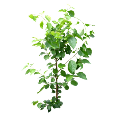现代花草植物免费su模型(1)