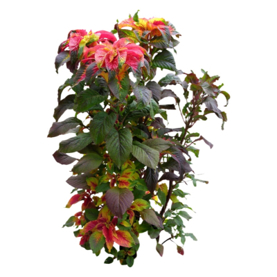 现代花草植物免费su模型(1)