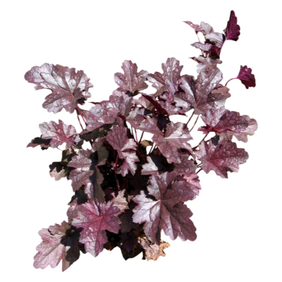 现代花草植物免费su模型(1)