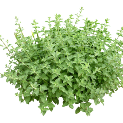 现代花草植物免费su模型(1)