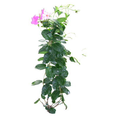 现代花草植物免费su模型(1)