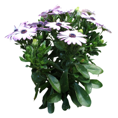 现代绿植花草免费su模型(1)
