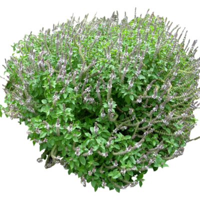 现代绿植花草免费su模型(1)