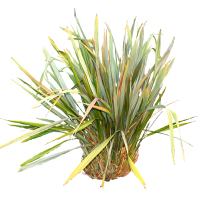 现代绿植花草免费su模型(1)