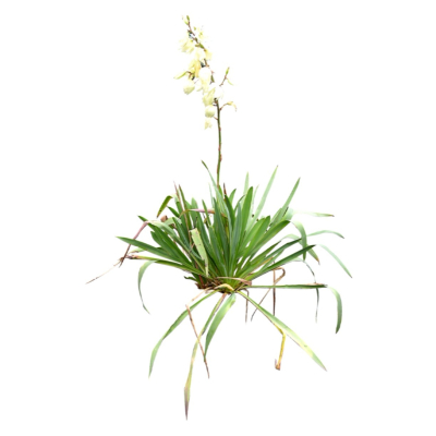 现代绿植花草免费su模型(1)