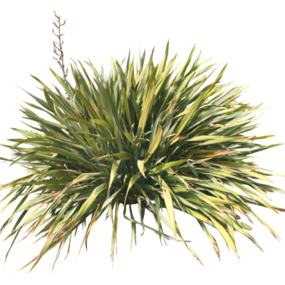 现代绿植花草免费su模型(1)