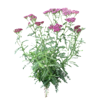 现代花草植物免费su模型(1)
