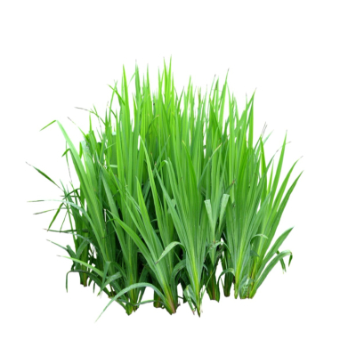 现代绿植花草免费su模型(1)