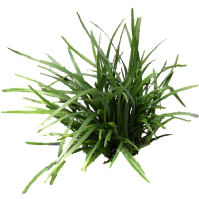 现代2d花草组件免费su模型(1)