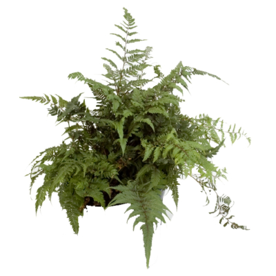 现代2d花草组件免费su模型(1)