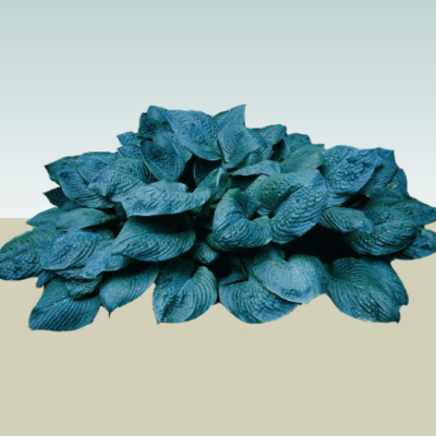 现代2d花草组件免费su模型(1)