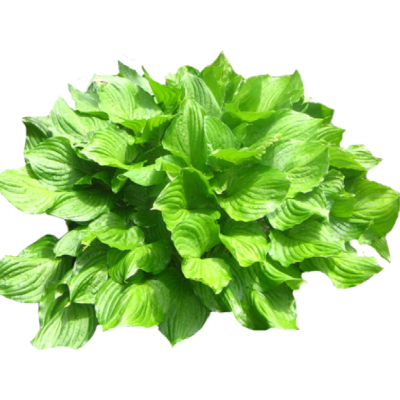 现代2d花草组件免费su模型(1)