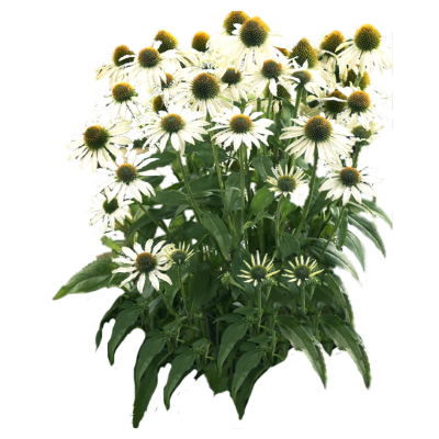 现代2d花草组件免费su模型(1)
