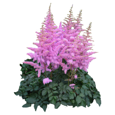 现代2d花草组件免费su模型(1)