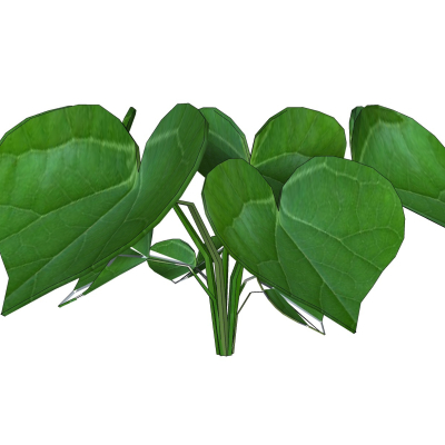 现代花草植物免费su模型(1)