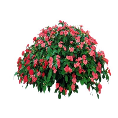 现代花草植物免费su模型(1)