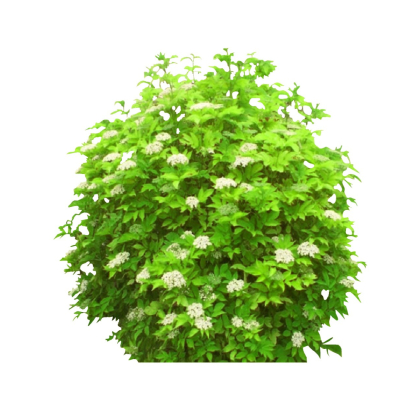现代花草植物免费su模型(1)