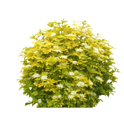 现代花草植物免费su模型(1)