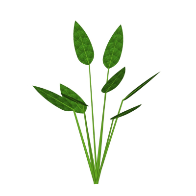 现代花草植物免费su模型(1)