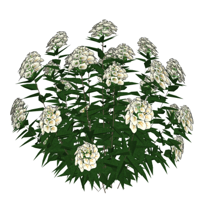 现代花草植物免费su模型(1)