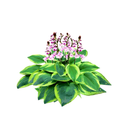 现代花草植物免费su模型(1)