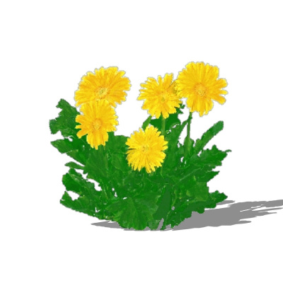 现代花草植物免费su模型(1)