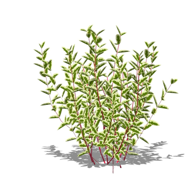 现代花草植物免费su模型(1)