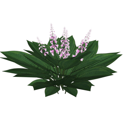 现代花草植物免费su模型(1)