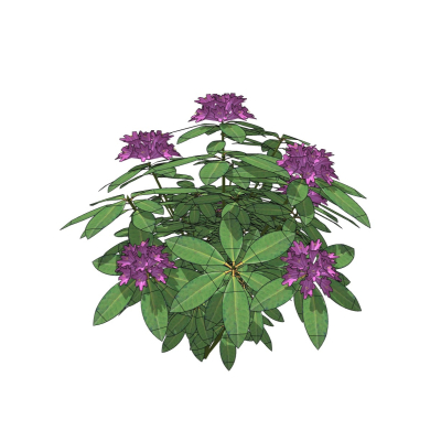 现代花草植物免费su模型(1)
