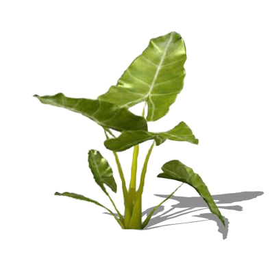 现代花草植物免费su模型(1)